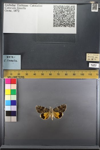 Media type: image;   Entomology 753928